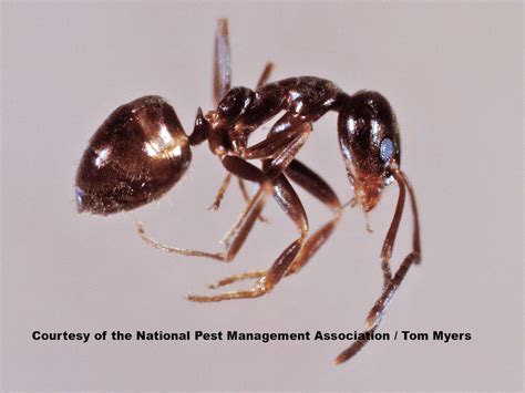 argentine ant colony.